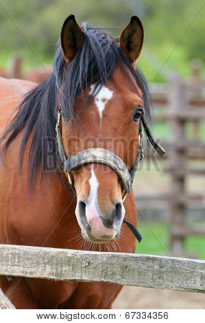 Portrait of nice brown bay horse