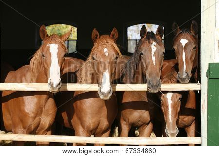 Horses in the barn