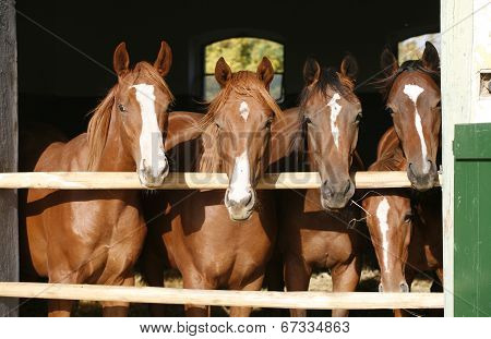 Horses watching out from the barn