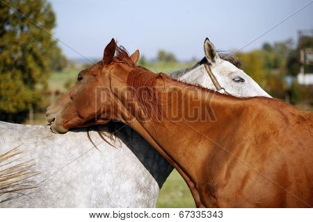 Horses  on pasturage in summer