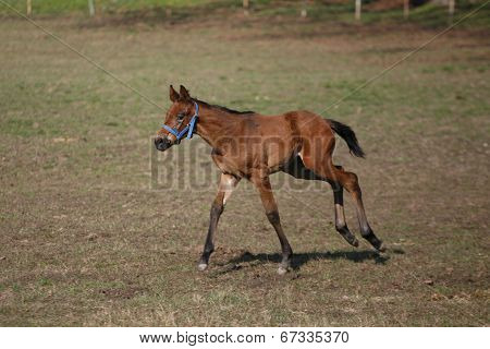 Baby horse galloping in pasture