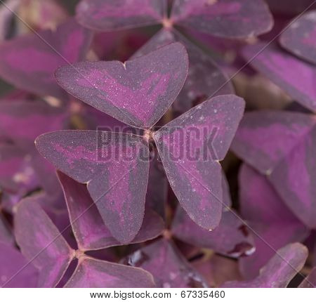 Purple Shamrock Flowers in the Garden 
