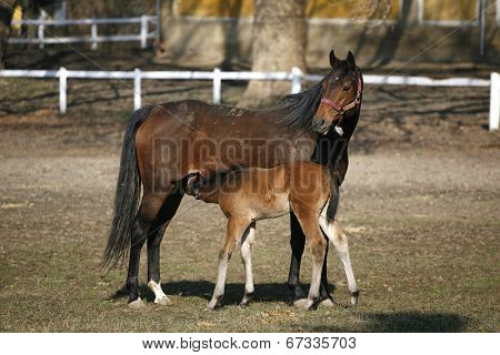 Mare and her foal in meadow