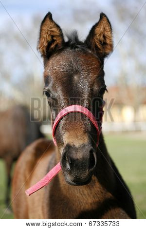 Baby horse in pasture