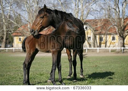 Thoroughbred mare and foal in pasture following mother