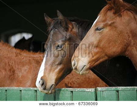 Youngsters in the barn