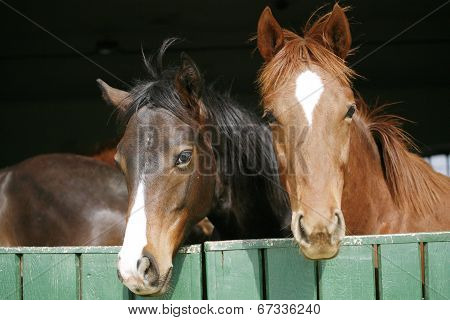 Youngsters in the barn