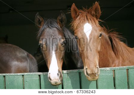 Nice thoroughbred horses in the stable