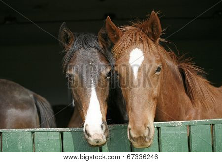 Youngsters in the barn