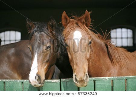 Horses watching out from the barn