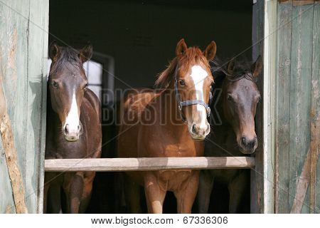 Horses in the stable door