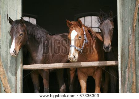 Horses looking away in the barn