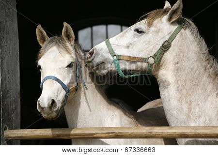 Arabian horses at the corral door