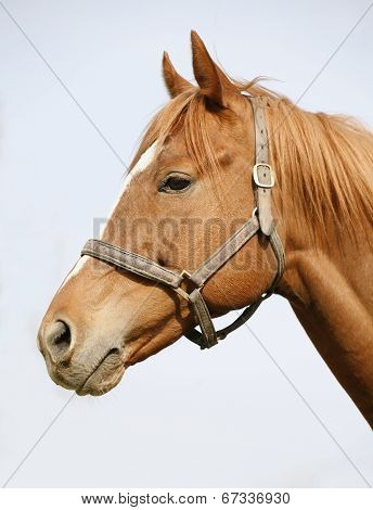 Isolated portrait of a racing horse at corral