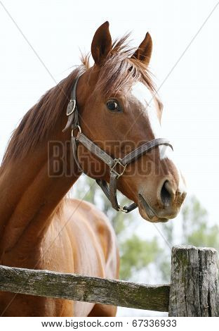 Portrait of a beautifol horse