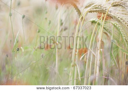 corn field flowers, red poppy flower buds background