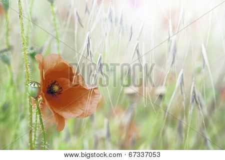 poppy wild field flower, Papaver rhoeas is a bright red wildflower these flowers grow in meadows and corn fields. Wildflowers background with copy space. 