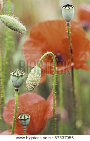 poppy flower macro detail. Flowers buds of poppies in meadow Red wildflower  papaver rhoeas.  Macro of beautiful spring summer wildflowers. Symbol of remembrance day and Flanders field.