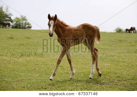 Baby horse in pasture