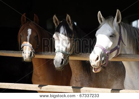 Arabian horses in the barn