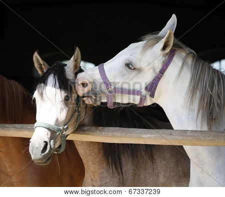 Close-up of youngster arabian horses in stable