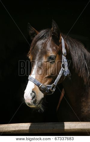 Portrait of beautiful thoroughbred horse in the stable.