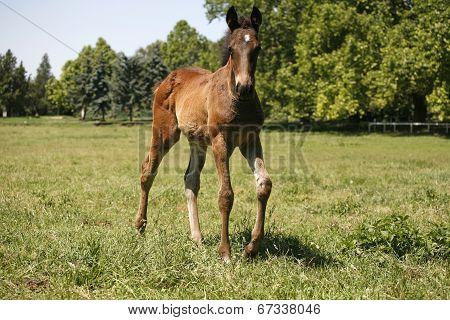 Baby horse in pasture