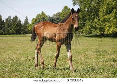 Purebred colt