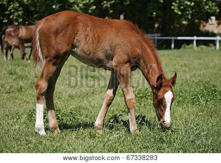 Baby horse grazing in the summer  meadow