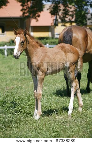 Baby horse in the paddock summertime