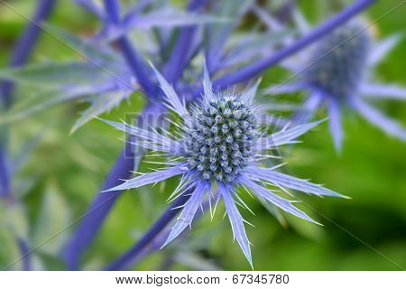 Blue Sea Holly