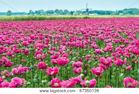 Papaver Cultivation In The Netherlands