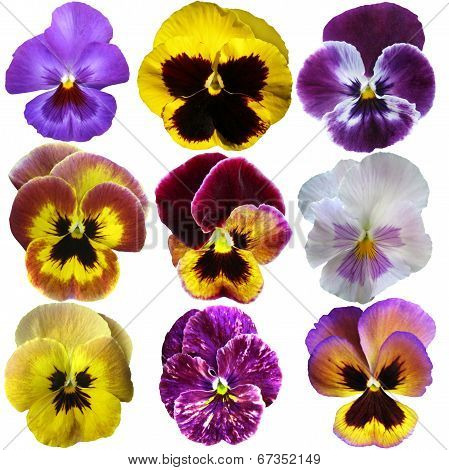 Pansies On White Background