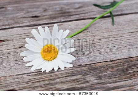 Gaden Camomile In The Old Wooden Table