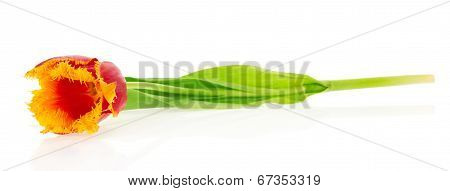 The bright tulip isolated on white