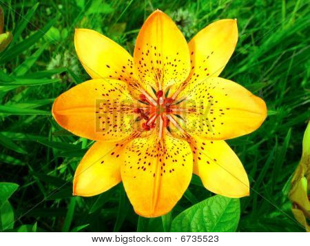 Fiore giallo