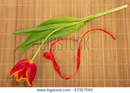 Bright tulip and tape