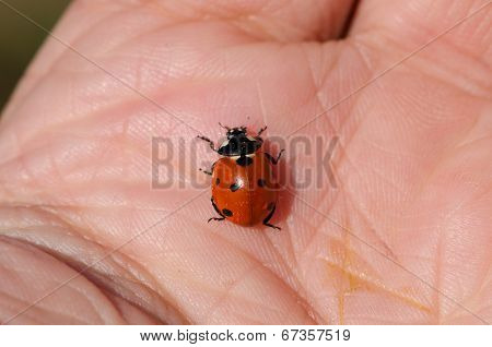 Ladybird On Male Large Palm Macro