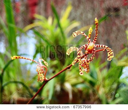 Branch Of Orange Spotted Mokara Orchid (tiger Tail)