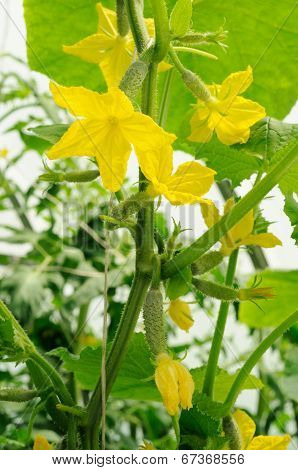 Many Yellow Flowers On Cucumber's Ovaries
