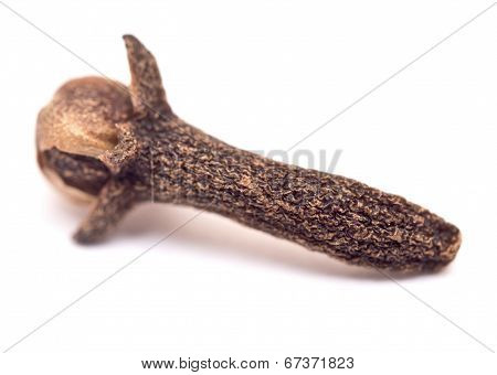 Clove