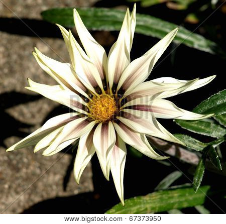 Colorful Gerbera