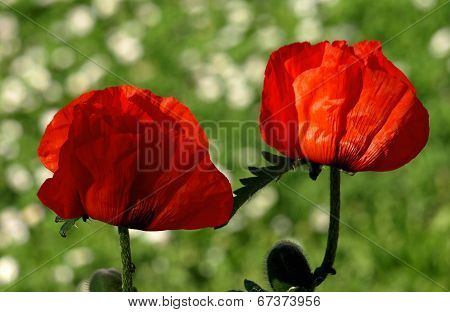 Red Poppies