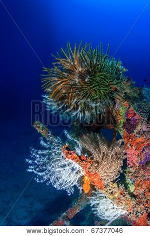 Feather stars on an underwater wreck