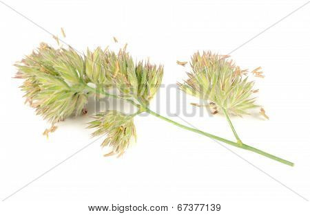 Dactylis Glomerata (cocks-foot) Isolated On White Background