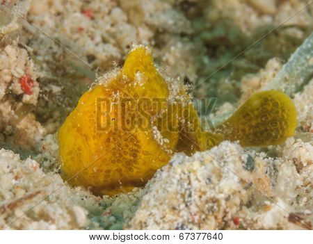 Small Frogfish Hiding Near Grains Of Sand