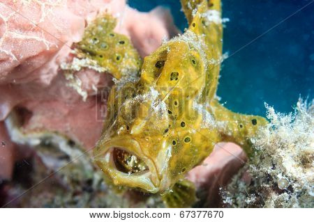 Small green frogfish