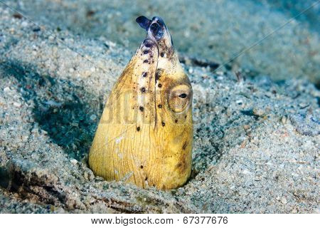 Snake Eel in the sand