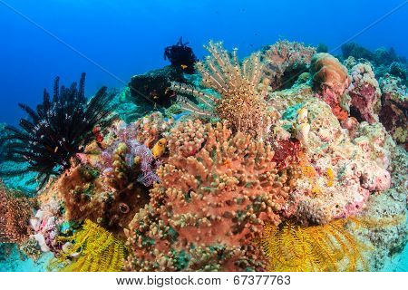 Crinoids On Siamil Island