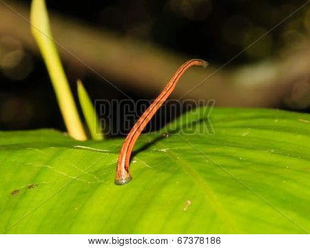 Tiger Leech in the jungle